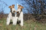 FOX TERRIER 406